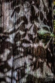 Abstract Shadows