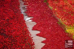 Poppies at The Tower of London