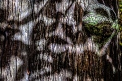 Abstract Shadows