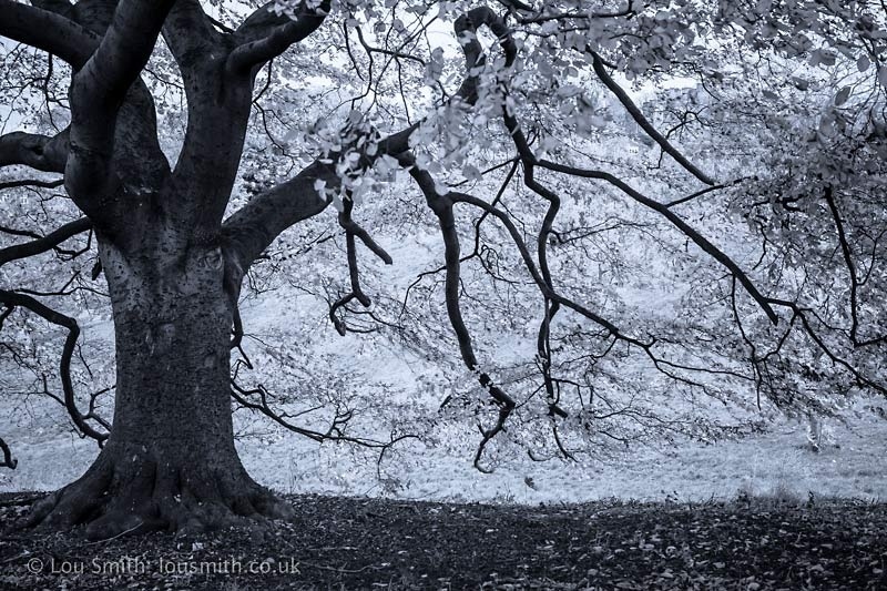 Autumn in Greenwich Park