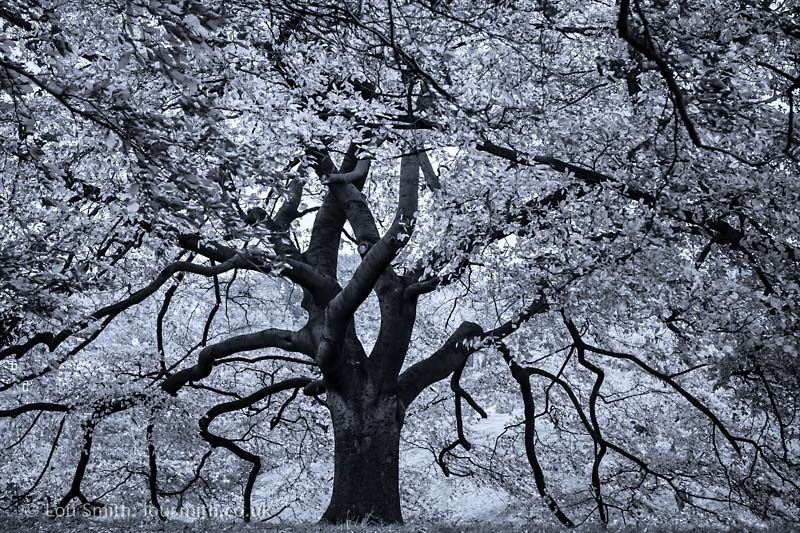 Autumn in Greenwich Park