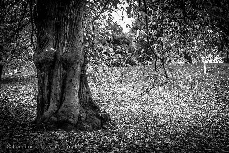 Autumn in Greenwich Park