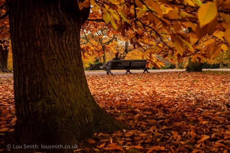 Autumn in Greenwich Park