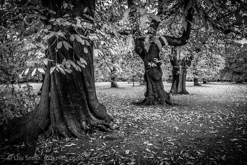 Autumn in Greenwich Park