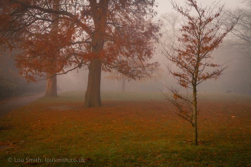 Wild, Misty Autumn
