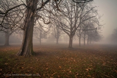 Autumn in Greenwich Park