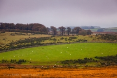 The Colours of the Dartmoor Landcape at Fall