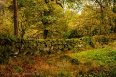 Dartmoor Lane in Autumn