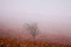 Ancient Tree in the Dartmoor Landscape