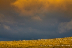 Dartmoor Landscape Photography