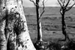 Dartmoor Trees