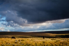 Dartmoor Landscape Photography