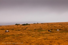 Dartmoor Ponies