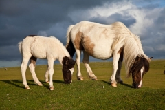 Dartmoor Ponies Eating Grass