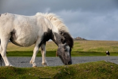 White Dartmoor Pony