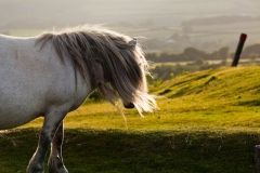 White Dartmoor Pony at Porkhill