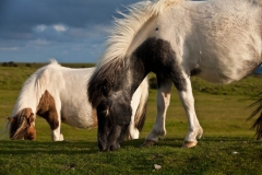 Dartmoor Ponies Grazing