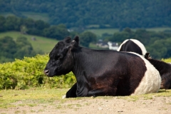 Dartmoor Heritage Cattle