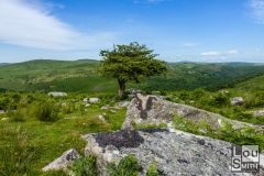 Tree near Combestone Tor