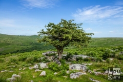Ancient Tree near Combestone Tor