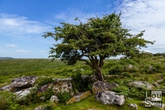 Tree near Combestone Tor