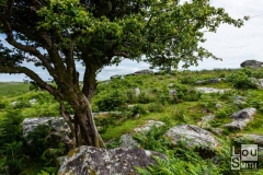 Tree near Combestone Tor