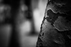Dappled Trees
