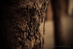 Dappled Trees