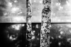 Shadows Fall on the Trees