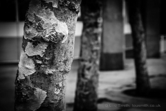 Dappled Trees