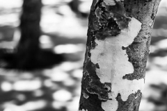 Dappled Trees