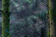 Guardians of the Forest