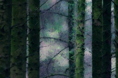 Ethereal Trees