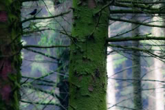 A Crow Sings in the Forest