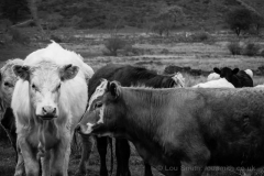 Cows on Dartmoor