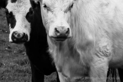 Portrait of Dartmoor Cows