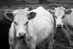Cows on Dartmoor