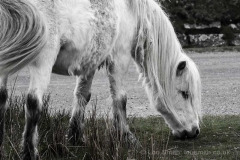 White Dartmoor Pony