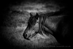 Stallion Taking in the Day