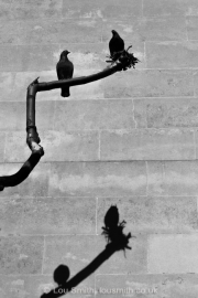Shadows and Light