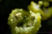 Flower Photography