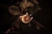 Flower Photography