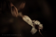 Flower Photography