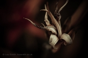 Flower Photography