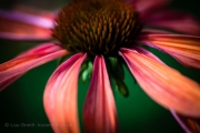 Flower Photography