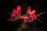 Flower Photography