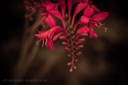 Flower Photography