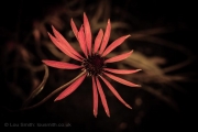 Flower-Photography