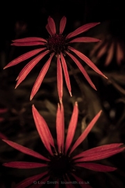 Flower Photography