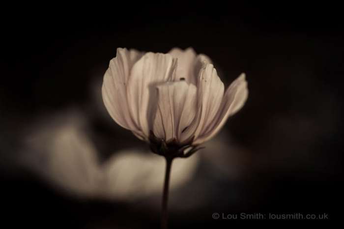 Flower Photography